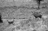 jeleń szlachetny, europejski, Cervus elaphus elaphus jeleń karpacki, rykowisko, Bieszczady, byk i łania z młodym