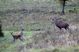 jeleń szlachetny, europejski, Cervus elaphus elaphus jeleń karpacki, rykowisko, Bieszczady, byk
