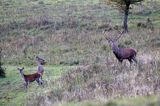 jeleń szlachetny, europejski, Cervus elaphus elaphus jeleń karpacki, rykowisko, Bieszczady, byk i łania z młodym