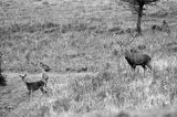 jeleń szlachetny, europejski, Cervus elaphus elaphus jeleń karpacki, rykowisko, Bieszczady, byk i łania z młodym