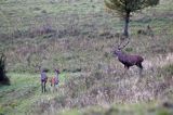 jeleń szlachetny, europejski, Cervus elaphus elaphus jeleń karpacki, rykowisko, Bieszczady, byk