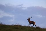 jeleń szlachetny, europejski, Cervus elaphus elaphus jeleń karpacki, rykowisko, Bieszczady, byk