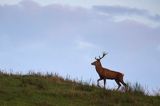 jeleń szlachetny, europejski, Cervus elaphus elaphus jeleń karpacki, rykowisko, Bieszczady, byk