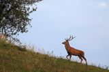 jeleń szlachetny, europejski, Cervus elaphus elaphus jeleń karpacki, rykowisko, Bieszczady, byk