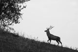 jeleń szlachetny, europejski, Cervus elaphus elaphus jeleń karpacki, rykowisko, Bieszczady, byk