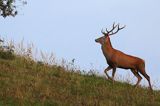 jeleń szlachetny, europejski, Cervus elaphus elaphus jeleń karpacki, rykowisko, Bieszczady, byk