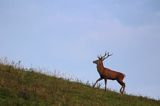 jeleń szlachetny, europejski, Cervus elaphus elaphus jeleń karpacki, rykowisko, Bieszczady, byk