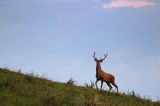 jeleń szlachetny, europejski, Cervus elaphus elaphus jeleń karpacki, rykowisko, Bieszczady, byk