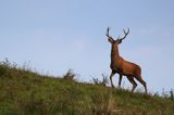 jeleń szlachetny, europejski, Cervus elaphus elaphus jeleń karpacki, rykowisko, Bieszczady, byk