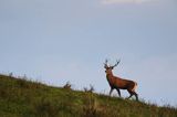 jeleń szlachetny, europejski, Cervus elaphus elaphus jeleń karpacki, rykowisko, Bieszczady, byk