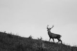 jeleń szlachetny, europejski, Cervus elaphus elaphus jeleń karpacki, rykowisko, Bieszczady, byk