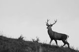 jeleń szlachetny, europejski, Cervus elaphus elaphus jeleń karpacki, rykowisko, Bieszczady, byk