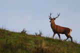 jeleń szlachetny, europejski, Cervus elaphus elaphus jeleń karpacki, rykowisko, Bieszczady, byk