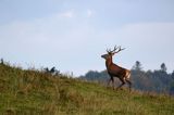 jeleń szlachetny, europejski, Cervus elaphus elaphus jeleń karpacki, rykowisko, Bieszczady, byk
