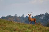 jeleń szlachetny, europejski, Cervus elaphus elaphus jeleń karpacki, rykowisko, Bieszczady, byk