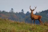 jeleń szlachetny, europejski, Cervus elaphus elaphus jeleń karpacki, rykowisko, Bieszczady, byk