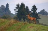 jeleń szlachetny, europejski, Cervus elaphus elaphus jeleń karpacki, rykowisko, Bieszczady, byk