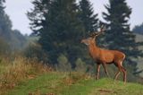 jeleń szlachetny, europejski, Cervus elaphus elaphus jeleń karpacki, rykowisko, Bieszczady, byk