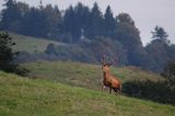 jeleń szlachetny, europejski, Cervus elaphus elaphus jeleń karpacki, rykowisko, Bieszczady, byk