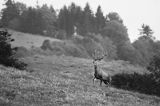 jeleń szlachetny, europejski, Cervus elaphus elaphus jeleń karpacki, rykowisko, Bieszczady, byk