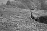 jeleń szlachetny, europejski, Cervus elaphus elaphus jeleń karpacki, rykowisko, Bieszczady, byk