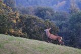 jeleń szlachetny, europejski, Cervus elaphus elaphus jeleń karpacki, rykowisko, Bieszczady, byk