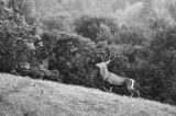 jeleń szlachetny, europejski, Cervus elaphus elaphus jeleń karpacki, rykowisko, Bieszczady, byk