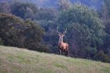 jeleń szlachetny, europejski, Cervus elaphus elaphus jeleń karpacki, rykowisko, Bieszczady, byk