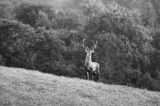 jeleń szlachetny, europejski, Cervus elaphus elaphus jeleń karpacki, rykowisko, Bieszczady, byk