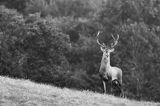 jeleń szlachetny, europejski, Cervus elaphus elaphus jeleń karpacki, rykowisko, Bieszczady, byk