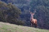 jeleń szlachetny, europejski, Cervus elaphus elaphus jeleń karpacki, rykowisko, Bieszczady, byk