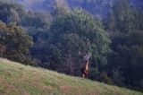 jeleń szlachetny, europejski, Cervus elaphus elaphus jeleń karpacki, rykowisko, byk, Góry Sanocko Turczańskie