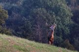 jeleń szlachetny, europejski, Cervus elaphus elaphus jeleń karpacki, rykowisko, byk, Góry Sanocko Turczańskie