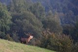 jeleń szlachetny, europejski, Cervus elaphus elaphus jeleń karpacki, rykowisko, Bieszczady