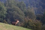 jeleń szlachetny, europejski, Cervus elaphus elaphus jeleń karpacki, rykowisko, Bieszczady