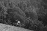 jeleń szlachetny, europejski, Cervus elaphus elaphus jeleń karpacki, rykowisko, Bieszczady