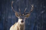 jeleń cervus elaphus portret samiec byk