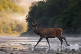  jeleń szlachetny, europejski, Cervus elaphus elaphus
jeleń karpacki, Bieszczady, byk