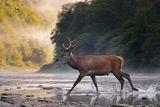  jeleń szlachetny, europejski, Cervus elaphus elaphus
jeleń karpacki, Bieszczady, byk