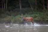  jeleń szlachetny, europejski, Cervus elaphus elaphus
jeleń karpacki, Bieszczady, byk