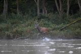  jeleń szlachetny, europejski, Cervus elaphus elaphus
jeleń karpacki, Bieszczady, byk