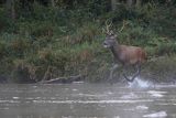  jeleń szlachetny, europejski, Cervus elaphus elaphus
jeleń karpacki, Bieszczady, byk