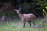 jeleń szlachetny, europejski, Cervus elaphus elaphus jeleń karpacki