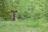 jeleń szlachetny, europejski, Cervus elaphus elaphus jeleń karpacki