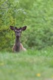 jeleń szlachetny, europejski, Cervus elaphus elaphus jeleń karpacki