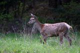 jeleń szlachetny, europejski, Cervus elaphus elaphus jeleń karpacki