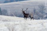 jeleń szlachetny, europejski, Cervus elaphus elaphus jeleń karpacki, bieszczadzki w mroźny dzień, dwunastak