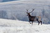 jeleń szlachetny, europejski, jeleń karpacki, bieszczadzki w mroźny dzień, dwunastak Cervus elaphus elaphus