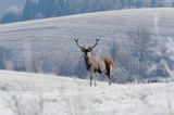 jeleń szlachetny, europejski, Cervus elaphus elaphus jeleń karpacki, bieszczadzki w mroźny dzień, dwunastak