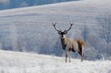 jeleń szlachetny, europejski, Cervus elaphus elaphus jeleń karpacki, bieszczadzki w mroźny dzień, dwunastak